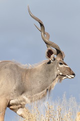 Male kudu antelope