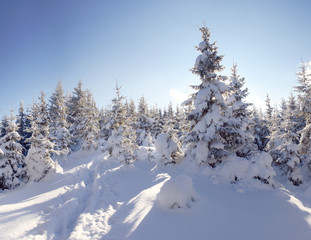 Fototapeta na wymiar winter in mountains