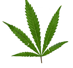 Cannabis Blatt