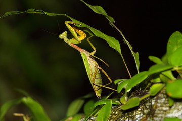 Borneo rainforest  ,Mulu,Malaysia