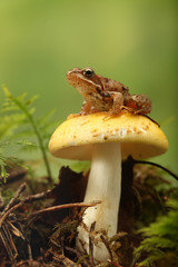 Frosch auf Pilz