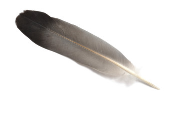 Feather