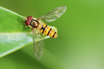 Hoverfly