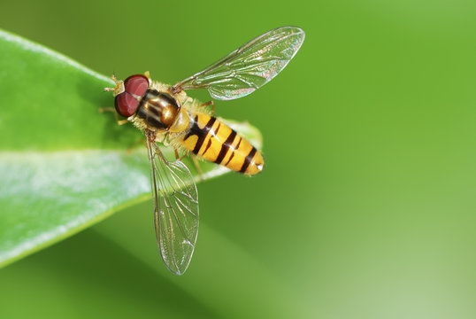 Hoverfly