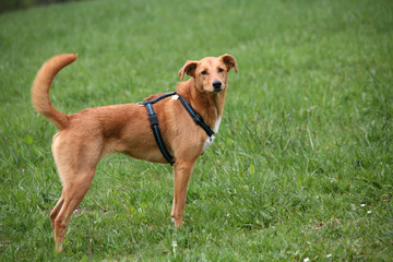 Podenco-Mischling