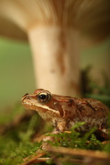 Frosch