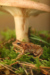 Frosch