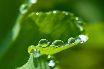 Macro of morning dew on fresh leaf. Shallow depth of field