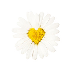 camomile