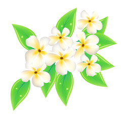 Vector frangipani flowers on white background