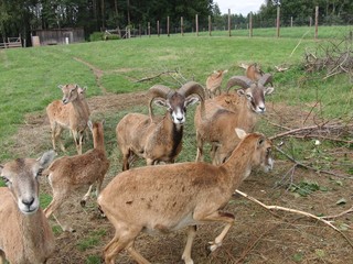 Mufflonfamilie