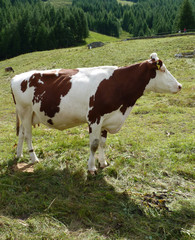 Fototapeta na wymiar Kuh auf der Weide