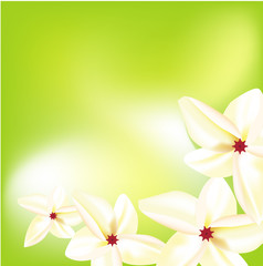 Fototapeta na wymiar Background with white frangipani