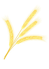 Isolated golden wheat ear after the harvest