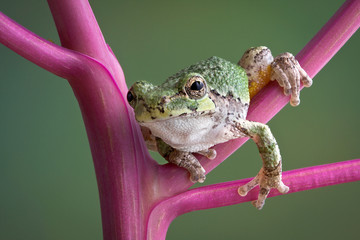 Tree frog on pokeweed stems