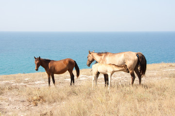 Obraz premium Horse family