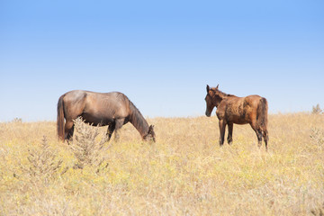 Obraz na płótnie Canvas Two horses