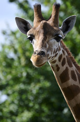 Tête de Girafe