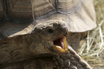 Spornschildkröte