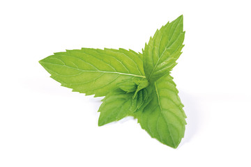 Garden Peppermint leaves