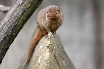 S&uuml;dliche Zwergmanguste