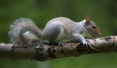 Young squirrel