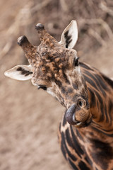 Obraz premium Giraffe schleckt mit der Zunge