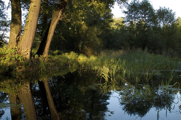 staw © Kalinowski Łukasz