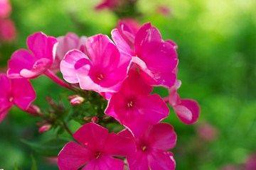 Blooming Phlox paniculata, Polemoniaceae