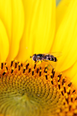 sunflower with insect