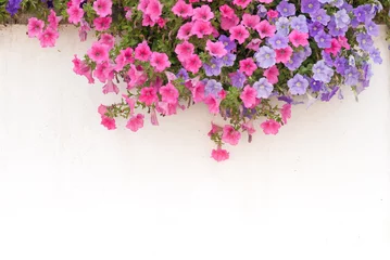 Fotobehang Petunias and white wall © MIMOHE