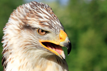 K&ouml;nigsrauhfussbussard