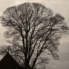 lonely tree and roof of house. Vintage old paper texture