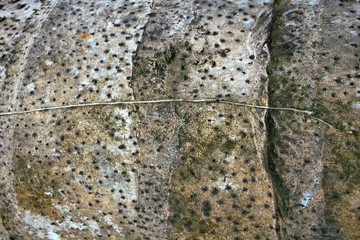 Getarnte Spinne (Bildmitte!) auf Baumstamm