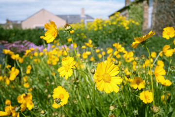 Yellow garden flowers