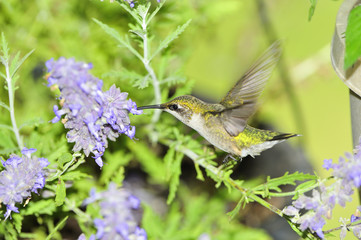 Fototapeta na wymiar Ruby Throated Hummingbird (Niedojrzały mężczyzna)