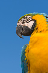 Blue-and-yellow Macaw isolated over blue sky - Ara ararauna...