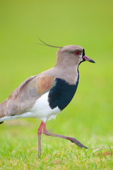 Southern Lapwing isolated on green