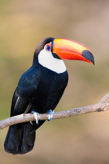 Toco Toucan © buteo