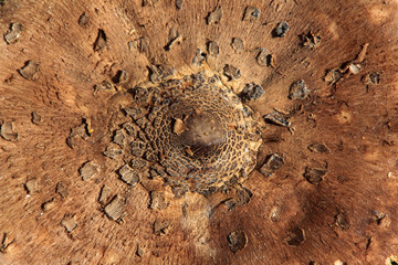 Parasol mushroom texture closeup