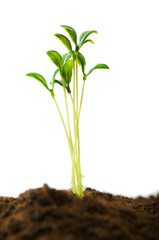 Green seedling illustrating concept of new life