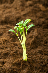 Green seedling illustrating concept of new life