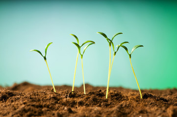 Green seedling illustrating concept of new life