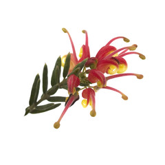 bright Spring flower Grevillea Fireworks australian native plant