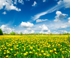 Meadow with yellow dandelions. .