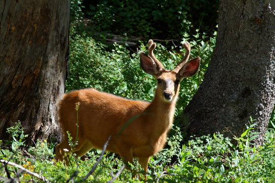 Young Mule Deer Buck (Odocoileus hemionus)