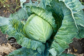 Obraz premium cabbage with a lagre foliage