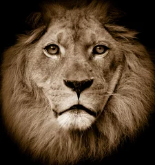 Cercles muraux Lion Lion portrait