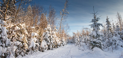 winter landscape