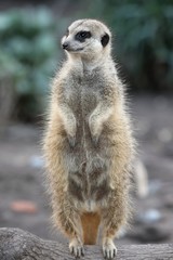 Suricate or Meerkat
